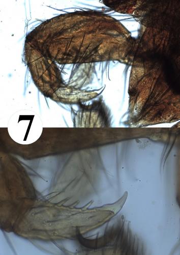 Réf. 216 751 : Erythraeus nivalis
